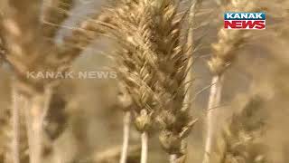 A Highly Educated Person Of Sambalpur Grows Black Wheat