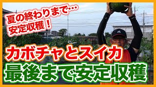 Tips for Harvesting Pumpkins and Watermelons Taught by a Japanese Farmer !