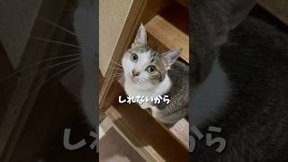 猫の視線を感じたら無視できないよね〜#猫 #猫のいる暮らし #cat