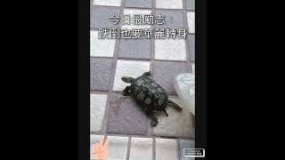 Kalimba - 今日最勵志：龜龜翻身 How does a turtle flip over?