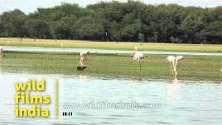 Pair of Sarus Cranes with flock of Greater Flamingos in Thol lake