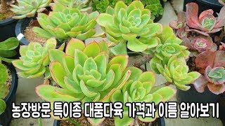 대품다육 특이종 가격과 이름 알아보기~농장방문 시장조사!Succulents