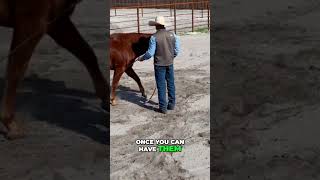 Mastering Horse Connection: The Secret to Effective Training