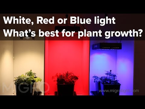 The effect of red, blue and white light on plant growth - Setup of the experiment The effect of red, blue and white light on plant growth - Setup of the experiment