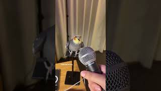 YumYum working hard on his new track! #yumyumthetiel #parrot #bird #pet #cockatiel #cute