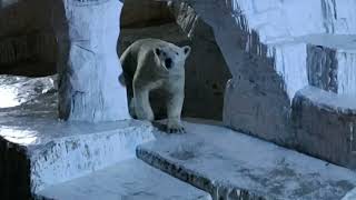 ホウちゃん  ナイト  ZOO  ウロウロしてダイブを繰り返す🐻‍❄️👏  at  天王寺動物園　　