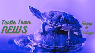 Spend some time Relaxing with Turtles \u0026 Music! 🐢#pets #Aquarium ALL #turtles NO #News