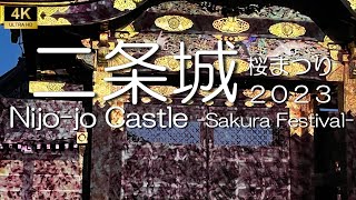 世界遺産 二条城 桜まつり2023　京都府京都市