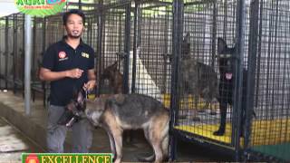 AGIAR Episode 2 on K9 P2 Training