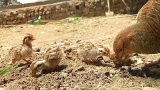 Teetar chicks | dakhni teetar chicks feeding | Teetar