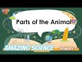 P.1 | Science | Parts of the animals