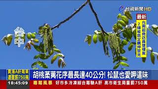 武陵農場胡桃花滿開！ 穗狀花序激似「抹茶涼麵」