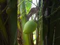 (Cocos nucifera )Coconut #asmr #shorts