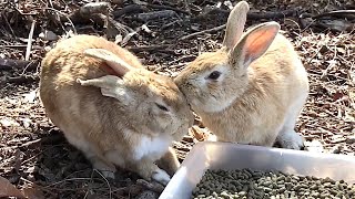 【鳴き声】うなり声をあげながら噛みつくうさぎ【喧嘩】