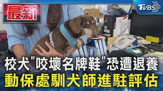 校犬「咬壞名牌鞋」恐遭退養 動保處馴犬師進駐評估｜TVBS新聞 @TVBSNEWS01