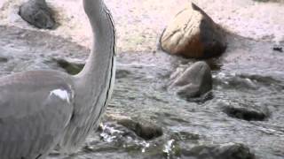 野鳥：アオサギ／餌を獲る－２