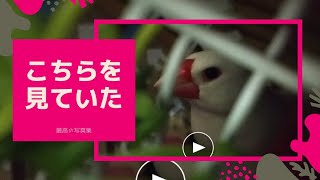 #shorts【文鳥3歳8か月⑤】文鳥さん移動中の様子 ３代目文鳥ピーちゃん#文鳥 #新幹線 #ペット#癒し