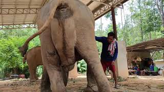 ช้างท้องแรกคลอดลูก (มารีน่า) elephant giving birth #elephant #elephants