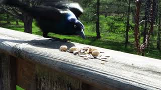 Nervous grackle wants a peanut