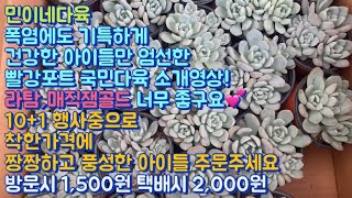 민이네다육/오랜만에 돌아온 기특하고 건강하며 가격착한 빨강포트 국민다육들! 10+1 행사도 진행중이며 놀랍게 저렴한 아이들 많습니다/문자주문 010-6863-0625