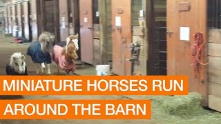 Miniature Horses Run Around the Barn