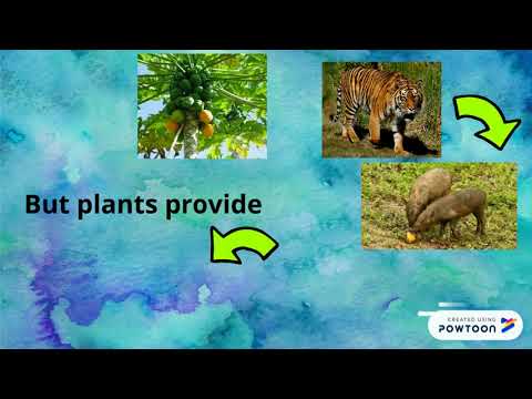 How do animals depend on plants for food?