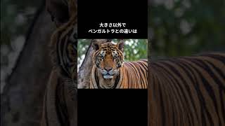 最大最強のネコ科動物🐯アムールトラの話#shorts #最強動物