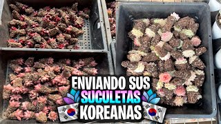 🇰🇷 ENVIANDO SUCULENTAS COREANAS 🌱