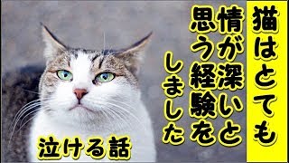 【感動 泣ける話】猫は情が薄いと言われますが死んだ後でも飼い主に愛着を抱く愛情深い動物だと思う様になりました（猫 感動 泣ける話 保護 涙腺崩壊 感涙 動物 動画 里親)招き猫ちゃんねる