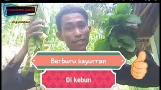 #sayursayuransegar #indonesia                                            cari sayuran di kebon