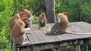 Proboscis monkeys growling at each other