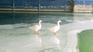 최강한파에 석촌호수 거위 잘살고 있을까? Geese On Ice, Seokchon Lake, South Korea