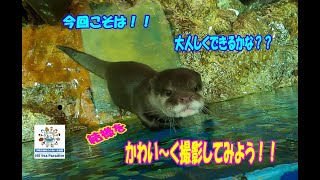 【カワウソ】今回こそは！！結様をかわい～く撮影したい(*'ω'*)（伊勢シーパラダイス／水族館）