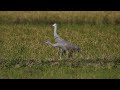 ♪鳥くん野鳥動画（鹿児島県出水市）20191115カナダヅル親子jo6a7262