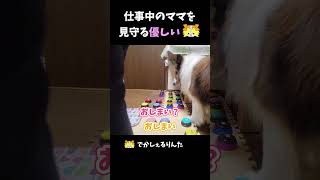 仕事中のママを見守る優しいシェルティ【会話ボタンでしゃべる犬】 #shorts #dog