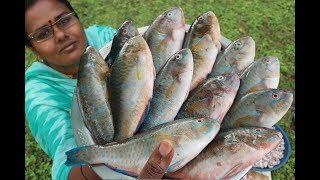 Cooking Small Size PARROT FISH Gravy Recipe / Kerala Style Fish Curry Recipe / Food Money Food