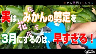 【4月中旬】みかんの花を確認しながら剪定をする『花見剪定』という方法がある！