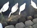 20141012手賀沼柏ふるさと公園周辺のハクチョウ白鳥スワンswans