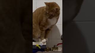 See the Funniest Cat Moment of 2023! #cat #cats #funny #short #2023 #lol
