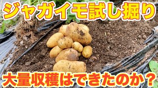 【ジャガイモ】収穫のタイミングは？秋ジャガイモの収量はどうだったのか？（男爵、メークイーン、デジマ）