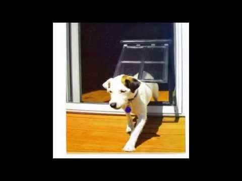 Larson Storm Door With Dog Page Pet Screen Doors Lowes Pet Screen Door By Medsouk