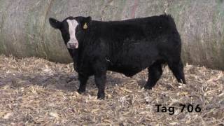 Fitzsimmons Tag 706 Bull