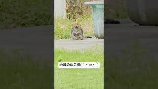 ねこ様も柴犬も動じず見つめ合うだけ　#野良猫 #香箱猫　#香箱柴犬