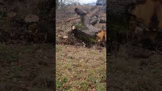 Giant oak log #wood #woodworking #fyp #diy #log #oak #chainsaw #skidsteer #biglog #bigtrees