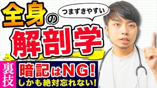 【解剖学】解剖学の勉強を始める前に見てほしい。解剖学は暗記じゃなく、このやり方で勉強すると、効率よく学習できます！