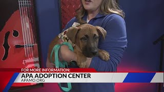 APA Adoption Center to close on Feb. 21