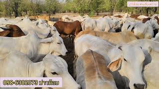 Ep.1407 วิธีเอาตัวลอดช่วงวัวราคาถูก #วัว #animals #farming #farm