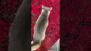 #風の猫　障子の爪とぎで..　バリバリ音を立て..　見るとすぐ止めて..　土間で横になる猫…　#shorts #さっちゃん #保護猫