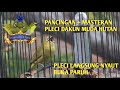 PLECI GACOR ! TERAPI PLECI NGALAS NEMBAK WIT WIT SUARA PLECI DAKUN ORI PACITAN MUDA HUTAN