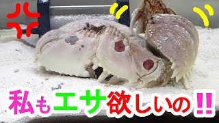 メガネカラッパ　恋人同士でエサの取り合い！？　タコとアサリ仲良く食べる♪♪　爆食　カニ　Box Crab　केकड़ा　કરચલો　kakra　kekda　Kepiting　cua　краб　ปู